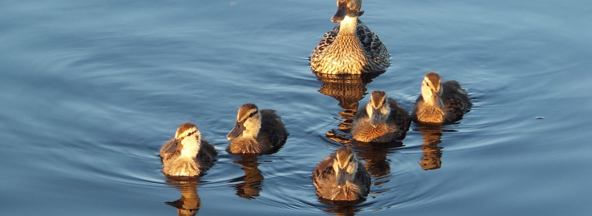 Foto: Eine schwimmende Entenfamilie bei Sonnenschein