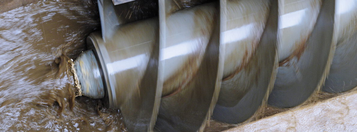 Foto: Eine Hebeschnecke in Nahansicht, umgeben von Schmutzwasser